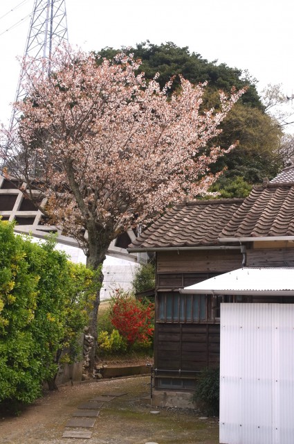 庭に桜