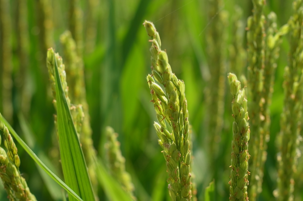 【糸島】無農薬・無肥料で育てる元気なお米！驚異の農法を実践している田んぼを見学してきた！